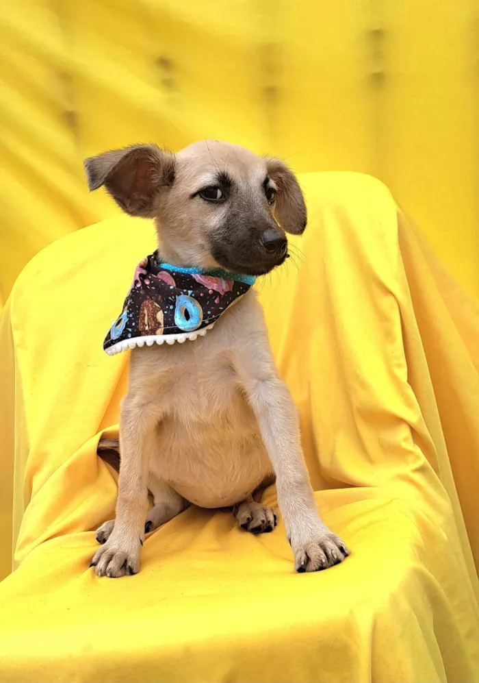 Cachorro ra a Srd idade 2 a 6 meses nome Frida