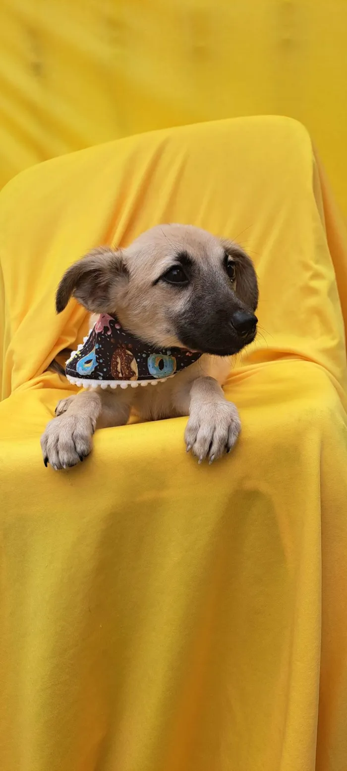 Cachorro ra a Srd idade 2 a 6 meses nome Frida