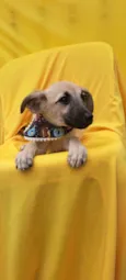 Frida