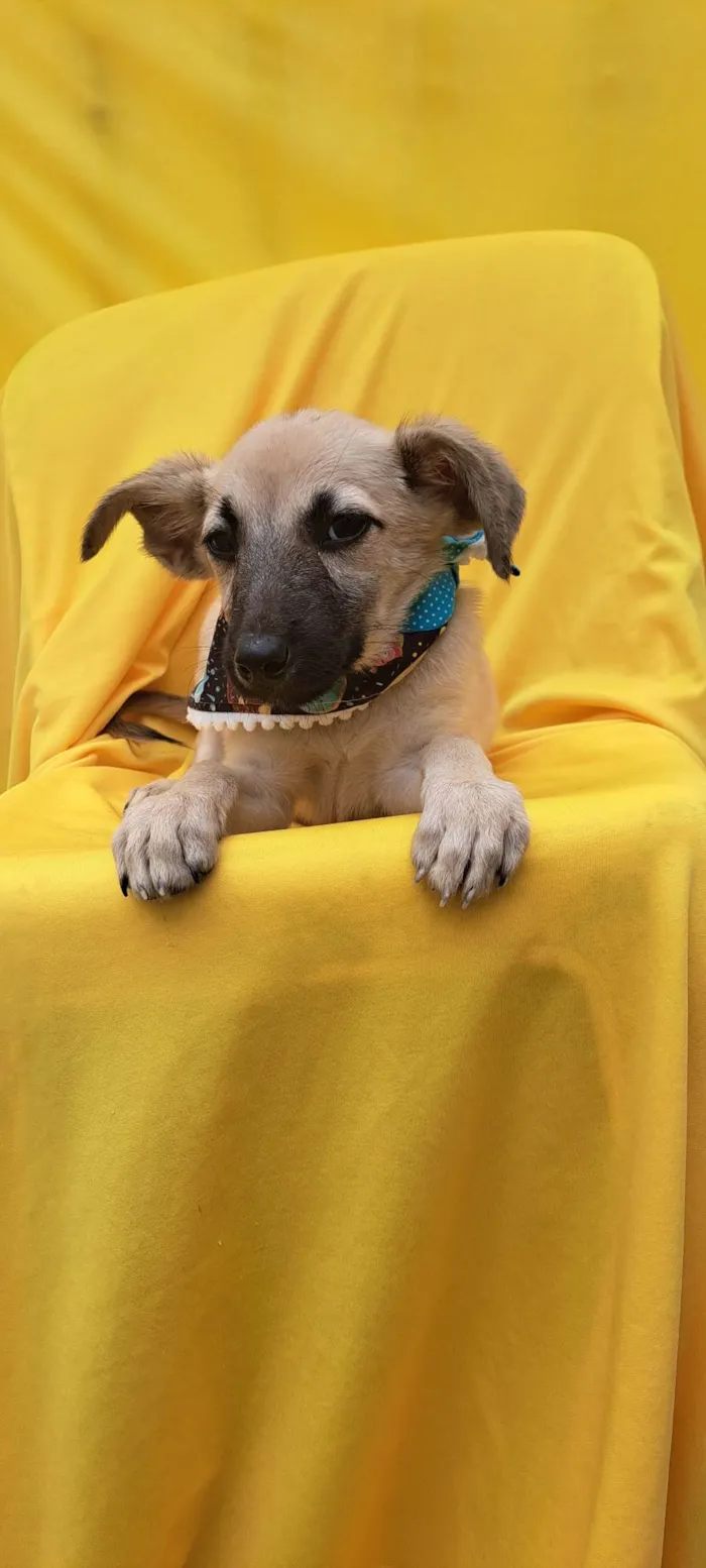 Cachorro ra a Srd idade 2 a 6 meses nome Frida