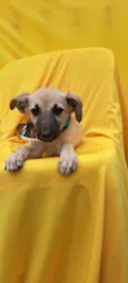 Frida
