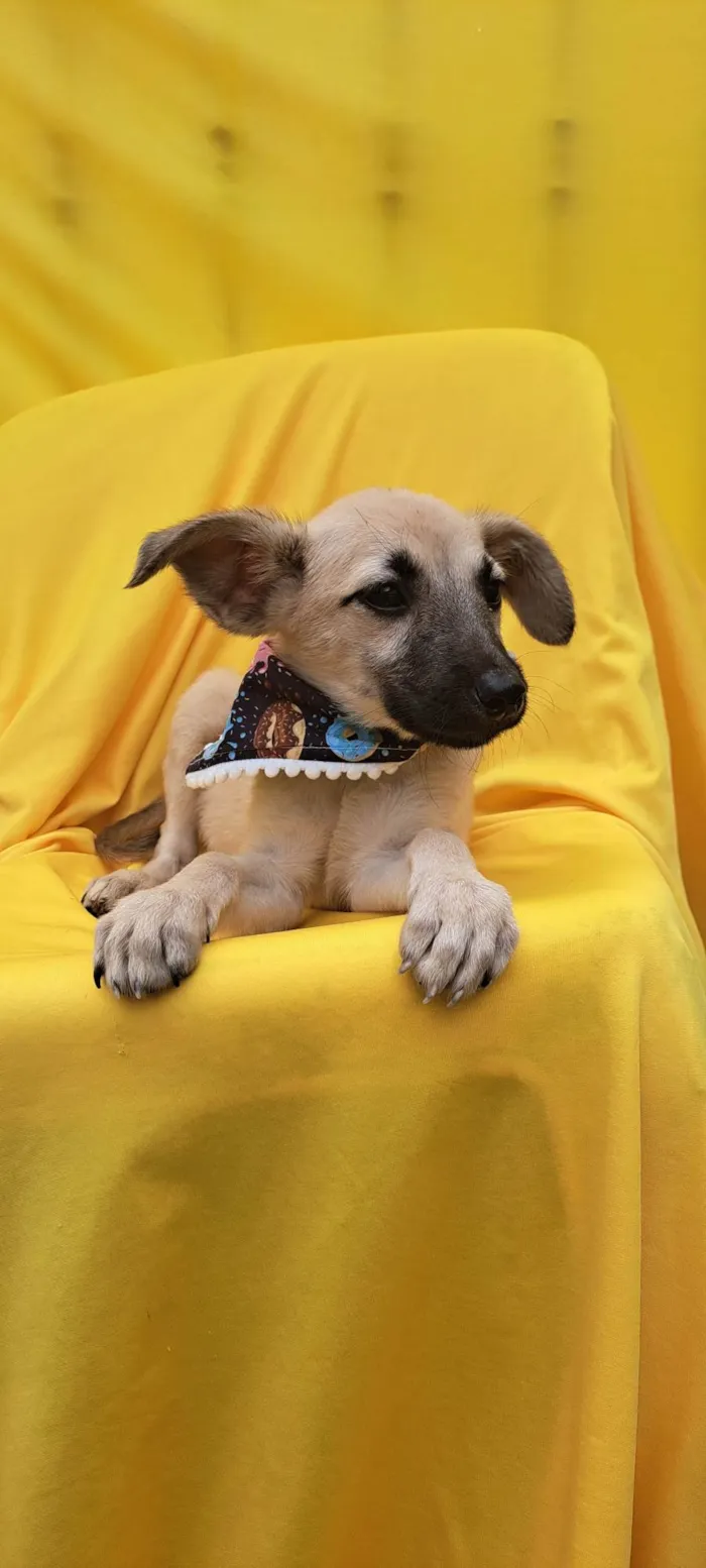 Cachorro ra a Srd idade 2 a 6 meses nome Frida
