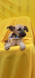 Frida