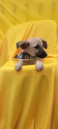 Frida