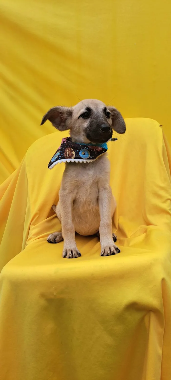 Cachorro ra a Srd idade 2 a 6 meses nome Frida