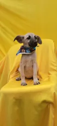 Frida