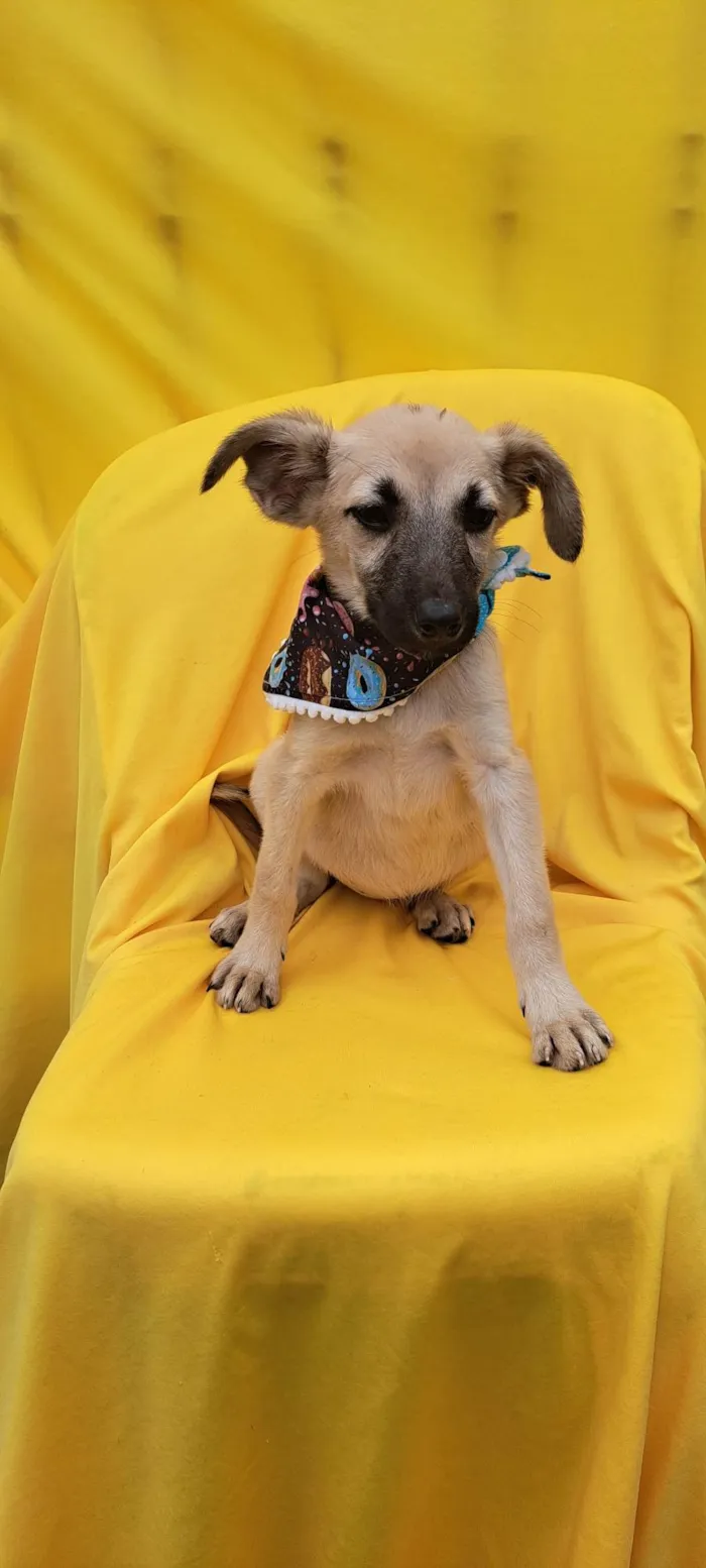 Cachorro ra a Srd idade 2 a 6 meses nome Frida