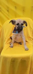 Frida