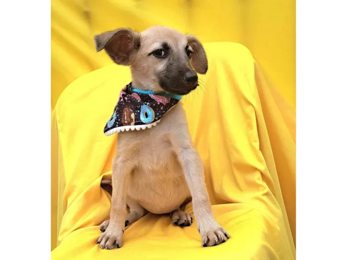 Cachorro ra a Srd idade 2 a 6 meses nome Frida