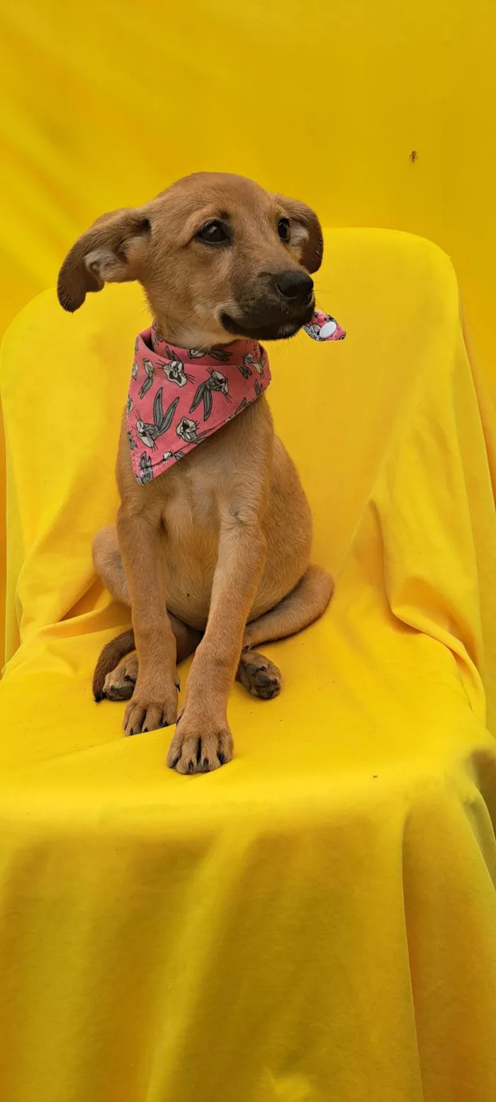 Cachorro ra a SRD idade 2 a 6 meses nome Matilda