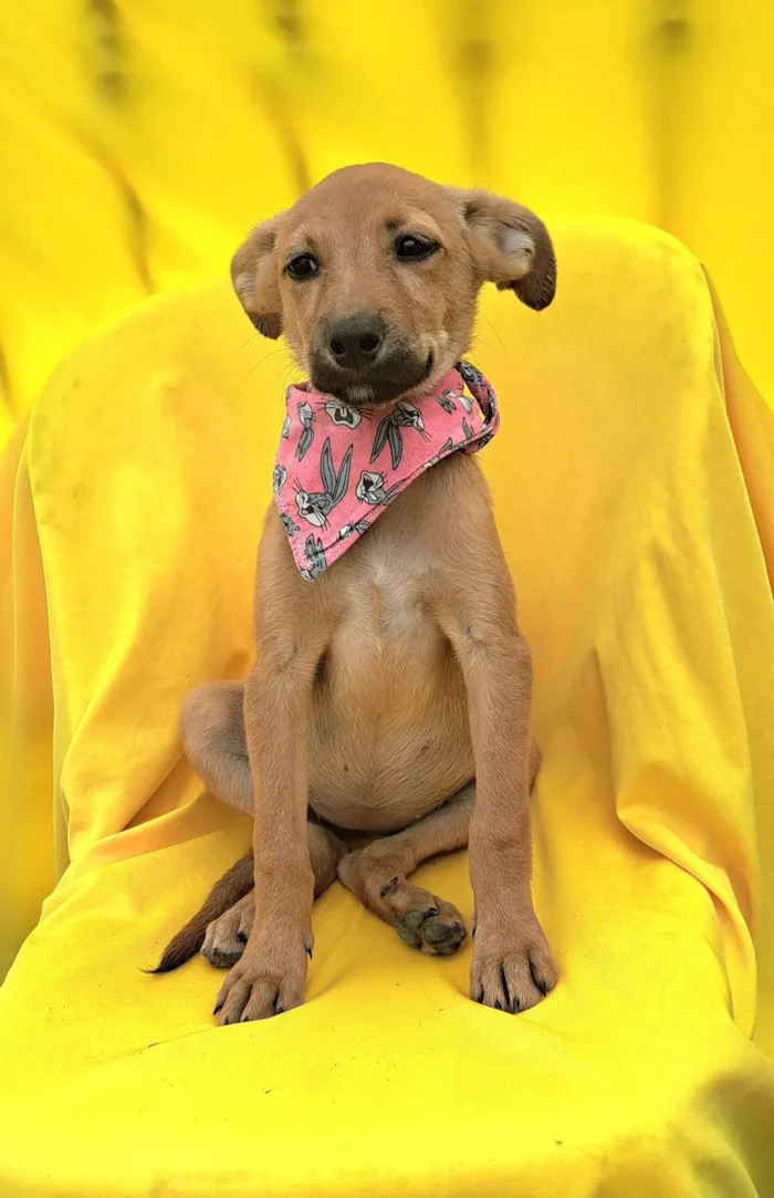 Cachorro ra a SRD idade 2 a 6 meses nome Matilda