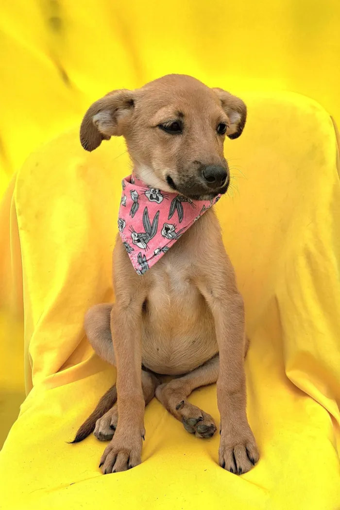 Cachorro ra a SRD idade 2 a 6 meses nome Matilda
