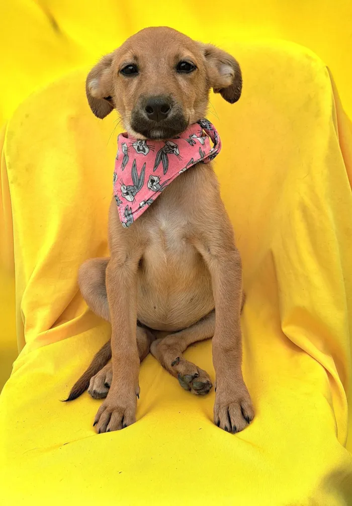 Cachorro ra a SRD idade 2 a 6 meses nome Matilda