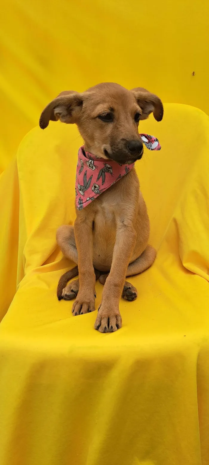 Cachorro ra a SRD idade 2 a 6 meses nome Matilda