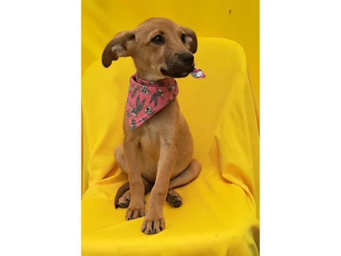 Cachorro ra a SRD idade 2 a 6 meses nome Matilda