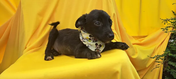 Cachorro ra a SRD idade 2 a 6 meses nome Bob
