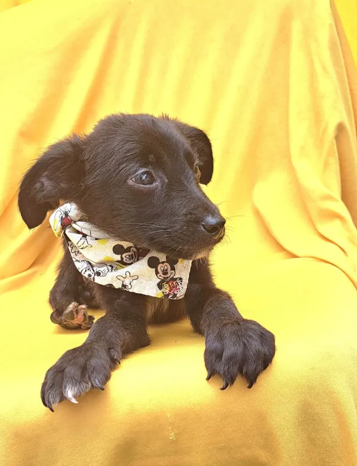 Cachorro ra a SRD idade 2 a 6 meses nome Bob