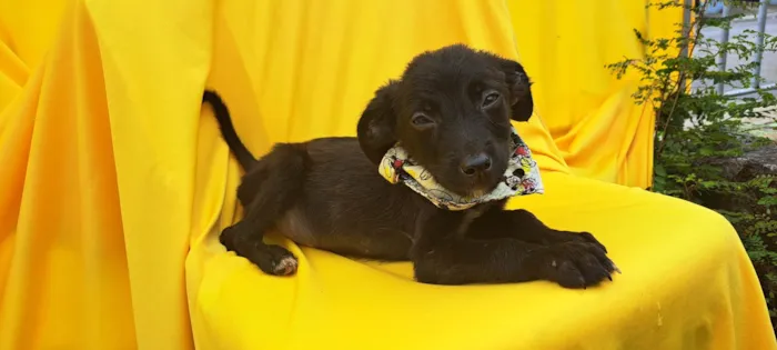 Cachorro ra a SRD idade 2 a 6 meses nome Bob