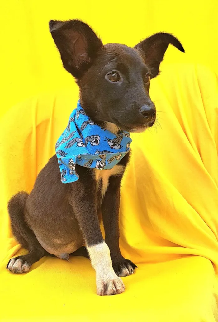 Cachorro ra a Srd idade 2 a 6 meses nome Wil