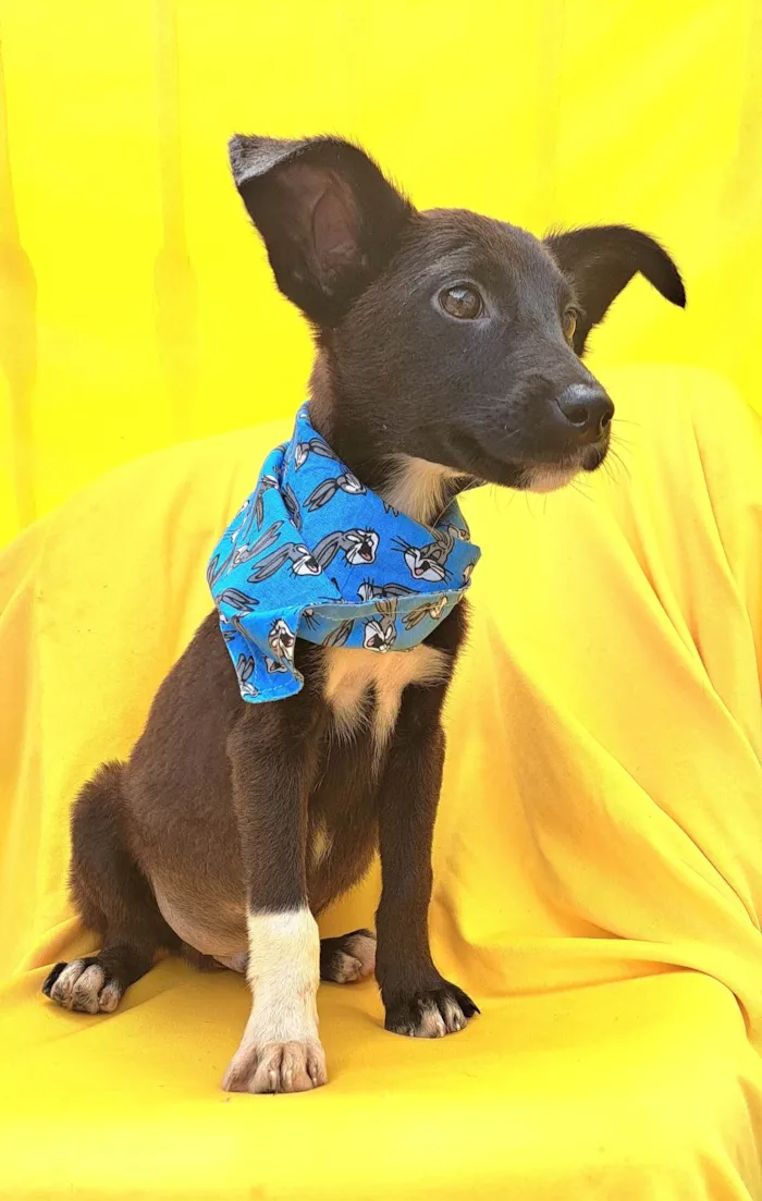 Cachorro ra a Srd idade 2 a 6 meses nome Wil
