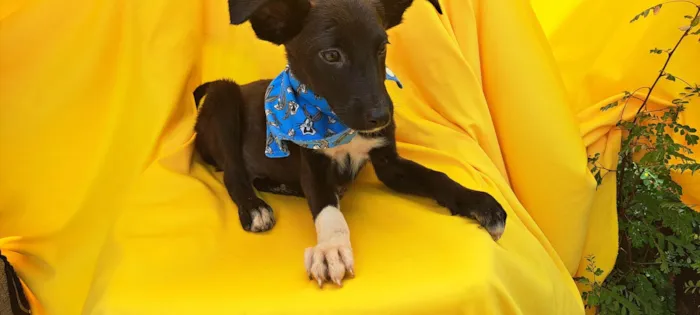 Cachorro ra a Srd idade 2 a 6 meses nome Wil