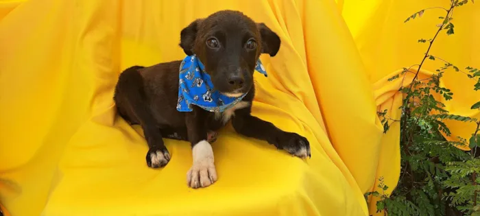 Cachorro ra a Srd idade 2 a 6 meses nome Wil