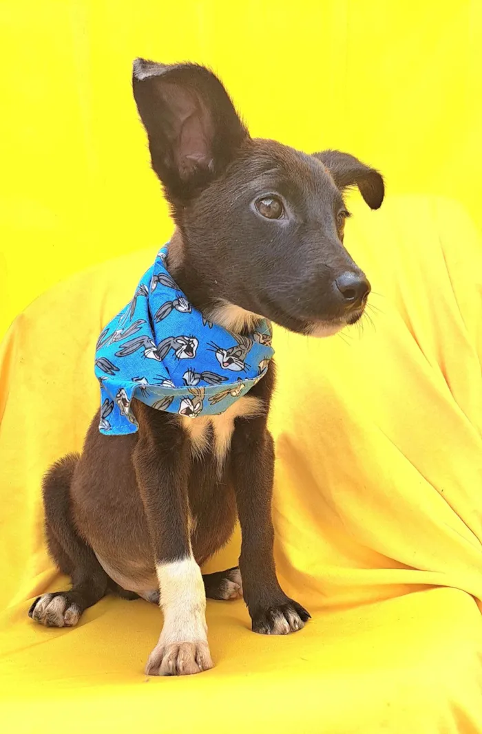 Cachorro ra a Srd idade 2 a 6 meses nome Wil