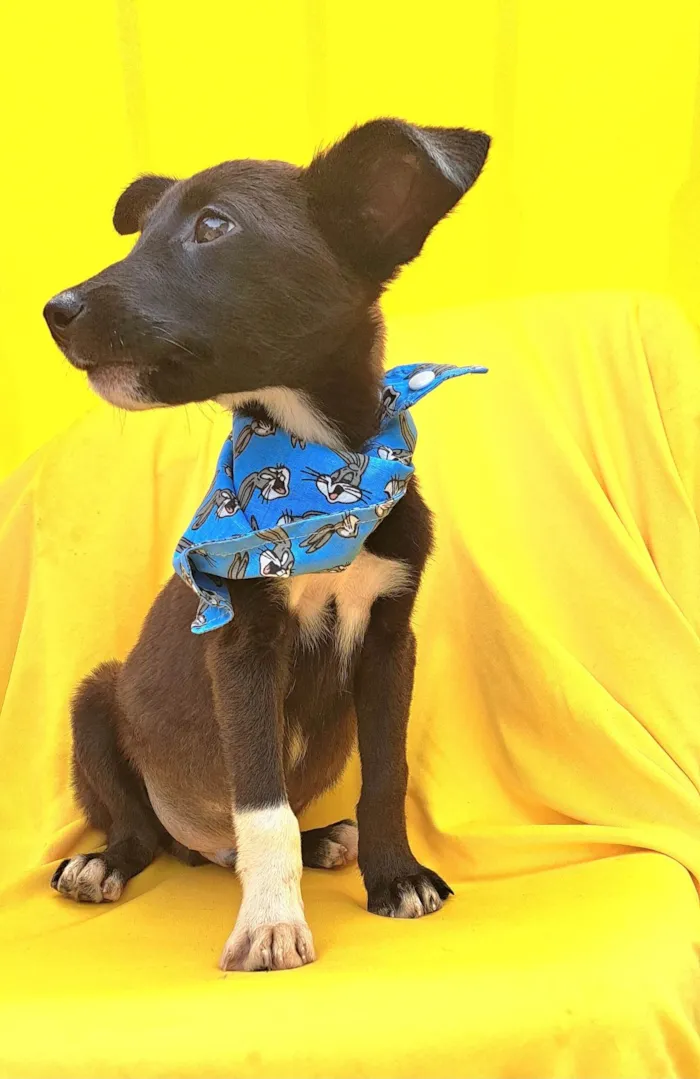 Cachorro ra a Srd idade 2 a 6 meses nome Wil