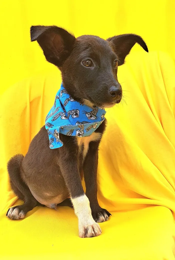 Cachorro ra a Srd idade 2 a 6 meses nome Wil