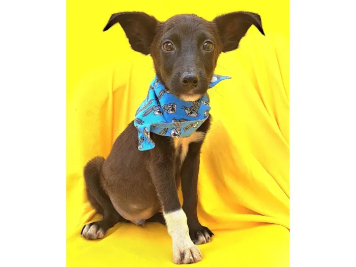 Cachorro ra a Srd idade 2 a 6 meses nome Wil