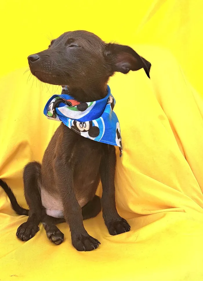 Cachorro ra a SRD idade 2 a 6 meses nome Zack