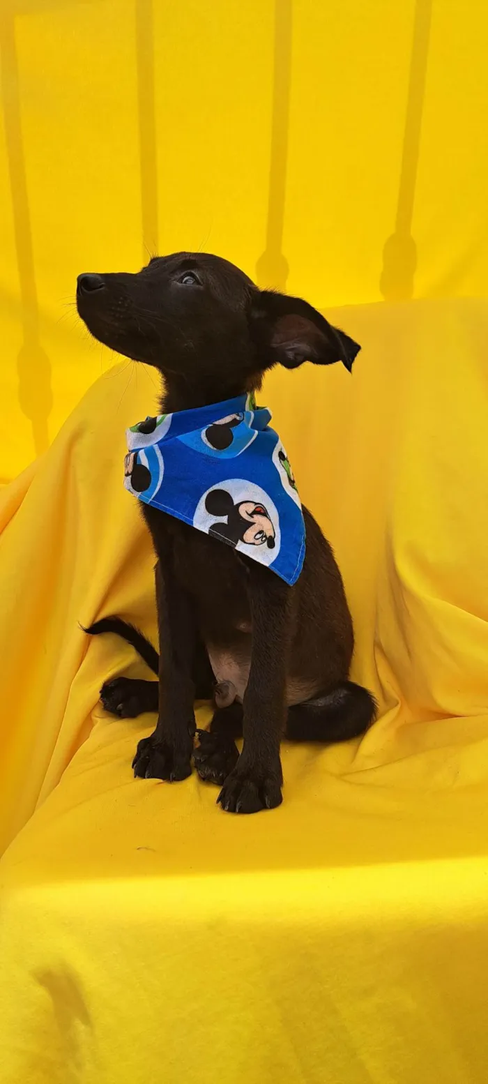 Cachorro ra a SRD idade 2 a 6 meses nome Zack