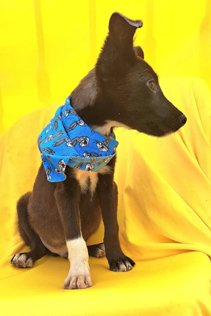 Cachorro ra a SRD idade 2 a 6 meses nome Zack