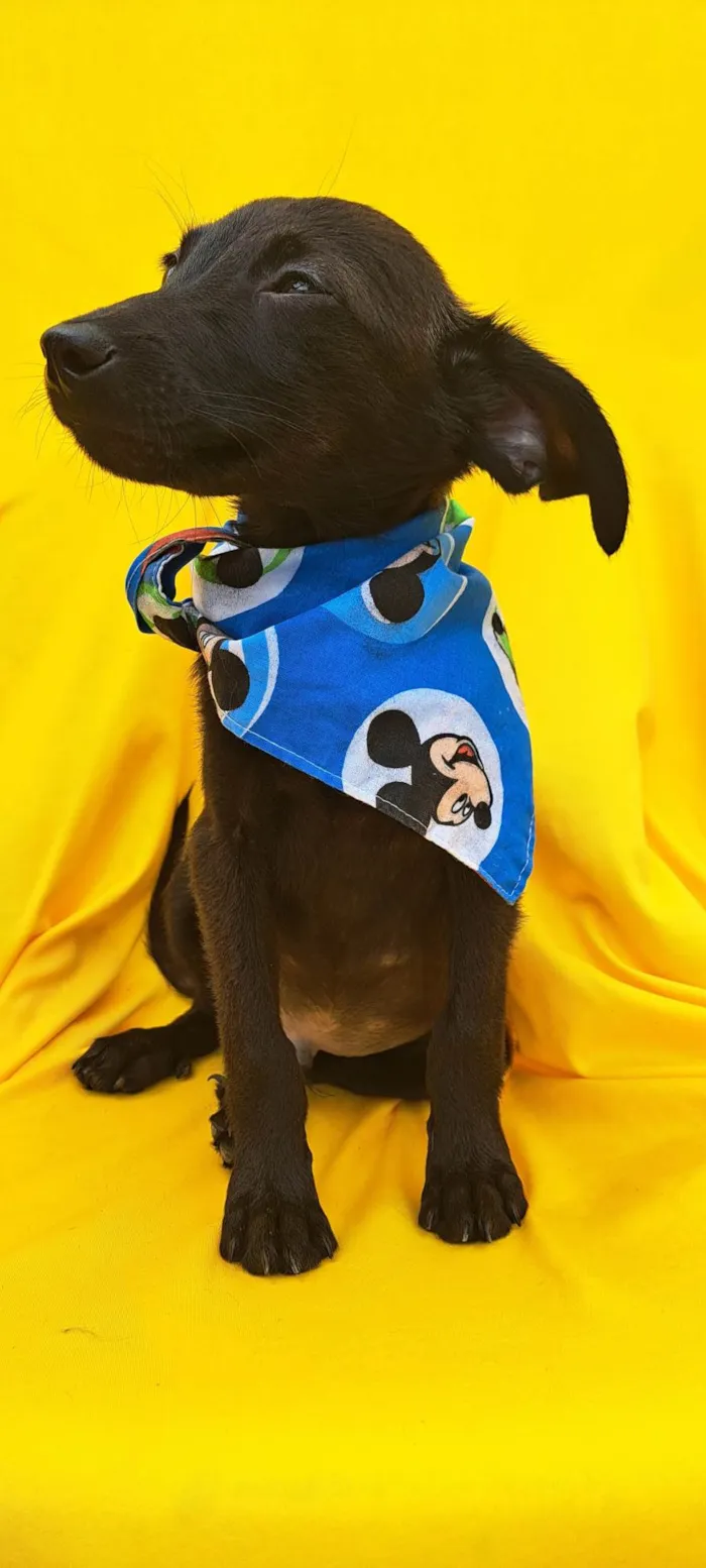 Cachorro ra a SRD idade 2 a 6 meses nome Zack