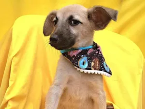 Cachorro raça Srd idade 2 a 6 meses nome Frida
