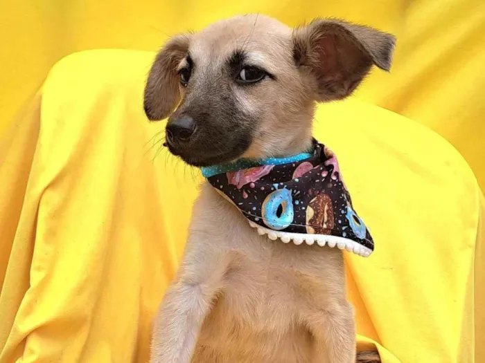 Cachorro ra a Srd idade 2 a 6 meses nome Frida