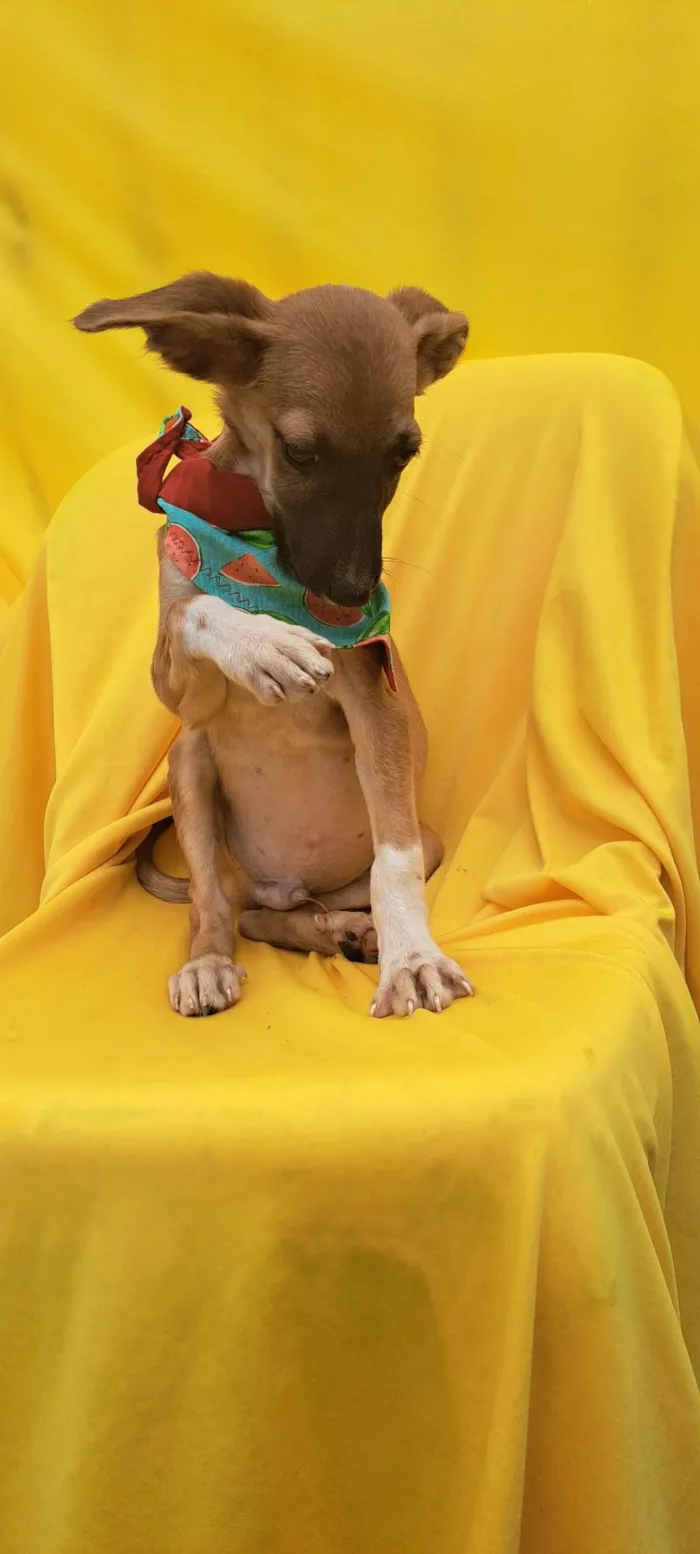 Cachorro ra a SRD idade 2 a 6 meses nome Beto