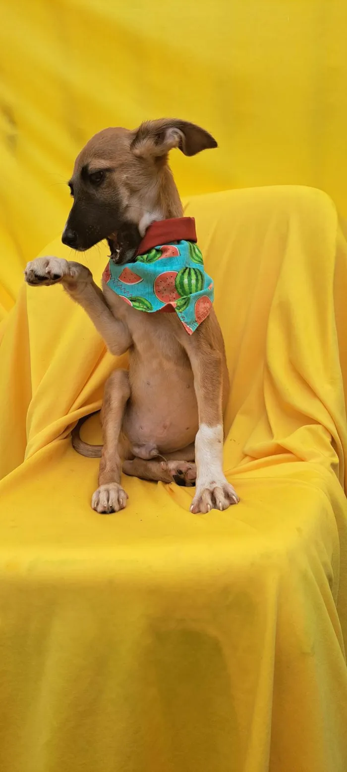 Cachorro ra a SRD idade 2 a 6 meses nome Beto