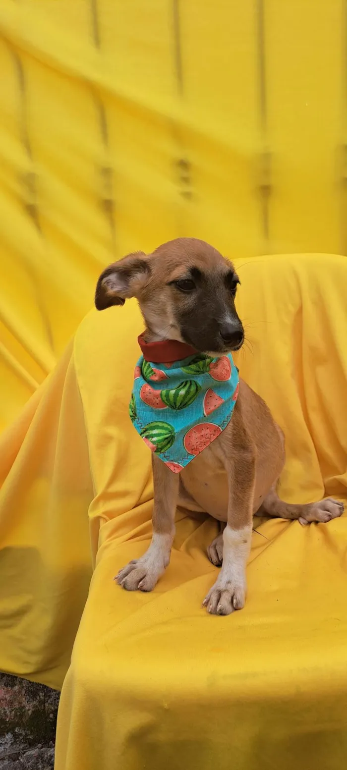Cachorro ra a SRD idade 2 a 6 meses nome Beto