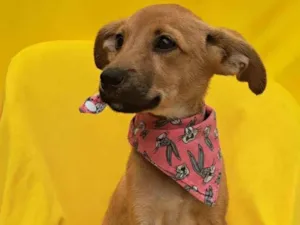 Cachorro raça SRD idade 2 a 6 meses nome Matilda