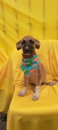 Beto