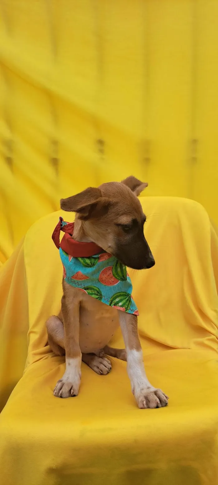 Cachorro ra a SRD idade 2 a 6 meses nome Beto