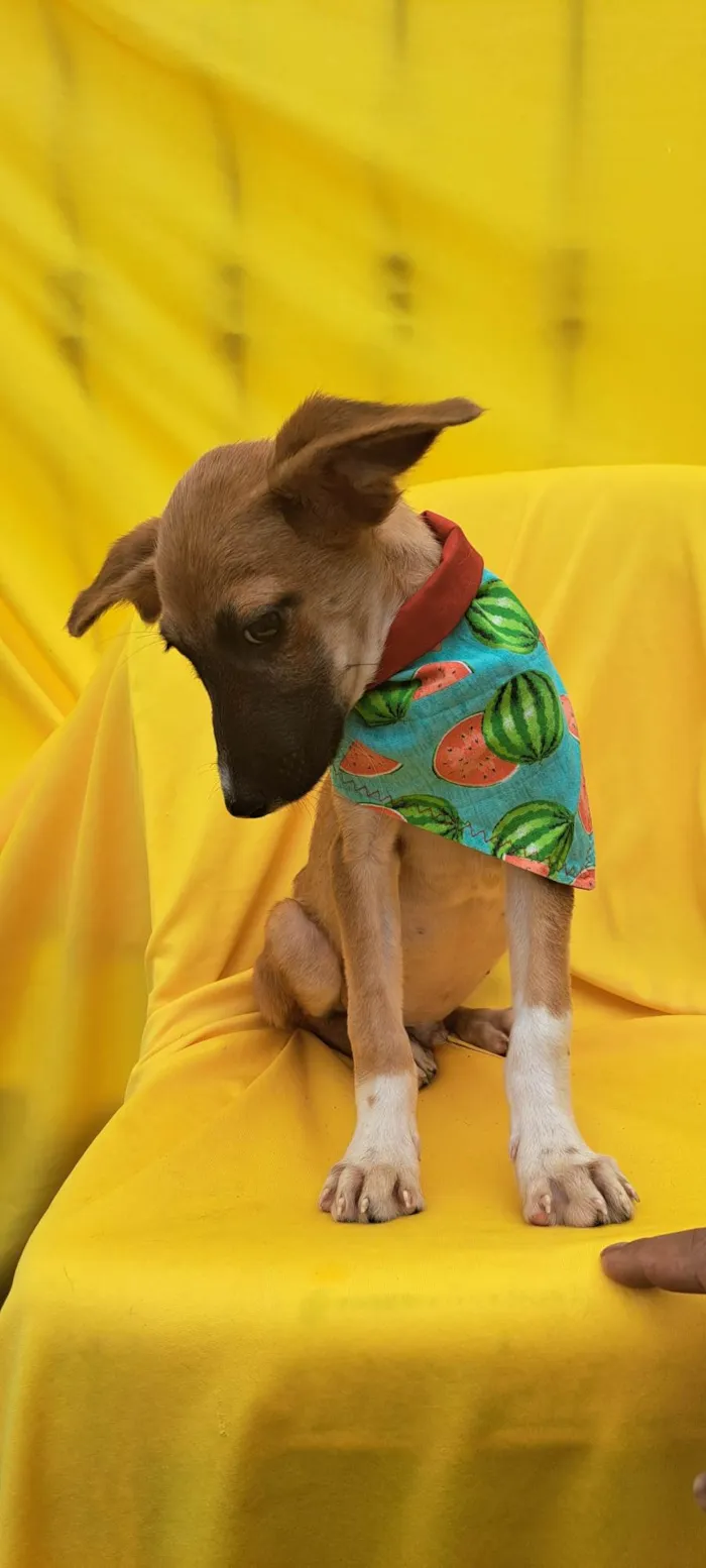 Cachorro ra a SRD idade 2 a 6 meses nome Beto