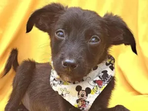 Cachorro raça SRD idade 2 a 6 meses nome Bob