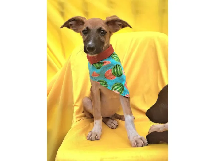Cachorro ra a SRD idade 2 a 6 meses nome Beto