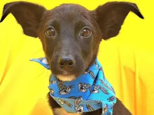 Cachorro raça Srd idade 2 a 6 meses nome Wil