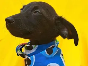 Cachorro raça SRD idade 2 a 6 meses nome Zack