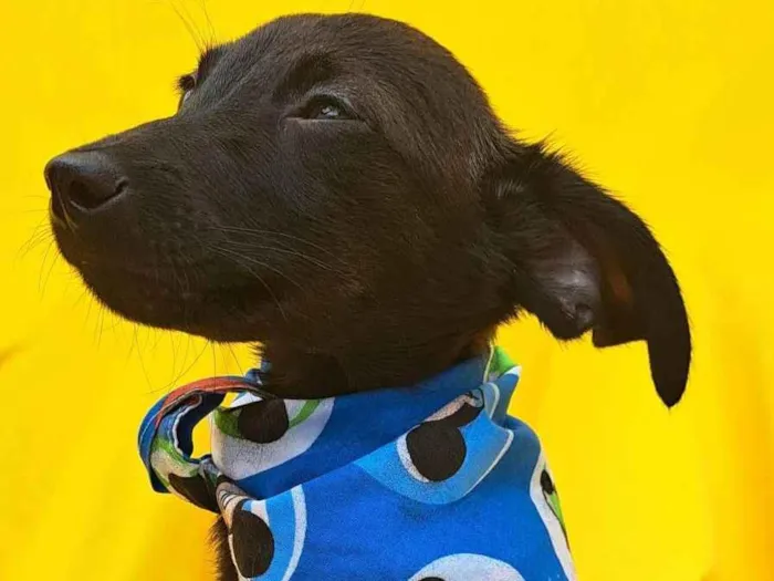 Cachorro ra a SRD idade 2 a 6 meses nome Zack