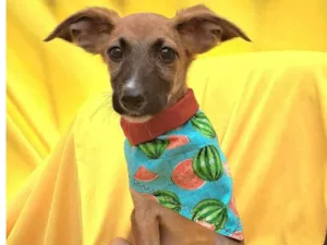 Cachorro raça SRD idade 2 a 6 meses nome Beto