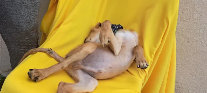 Cachorro ra a Srd idade 2 a 6 meses nome Bolt